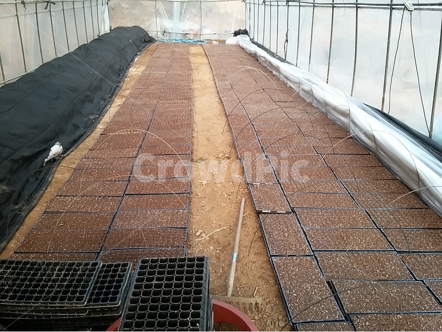 모판,농촌,시골,고추모종,모종,비닐하우스,산업,industry,industrial,농업,농사,agriculture,farming,farming industry