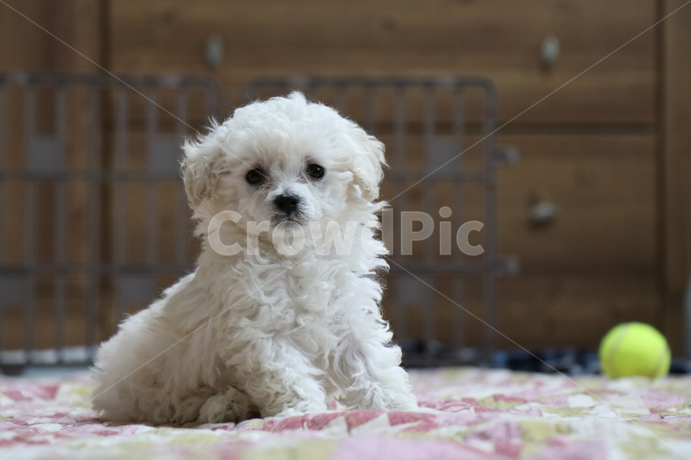 강아지,토이푸들,푸들,새끼,집,앙증,동물,animal,포유류,mammal,개,강아지,dog,doggy