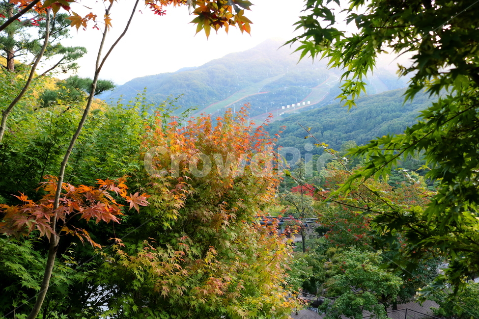 나무,단풍,단풍나무,식물,가을,자연,풍경,단풍잎,하늘,계절,가을,계절,fall,autumn,season,자연,풍경,nature,landscape,식물,plants,나무,trees,wood,leaf,잎,plant,tree,maple