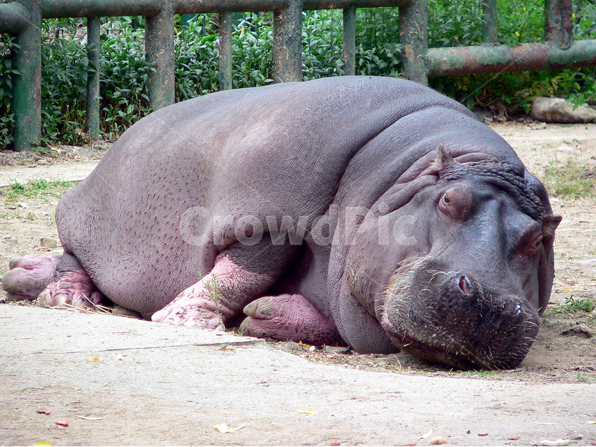 하마,hippo,동물,동물원,zoo,동물,animal,포유류,mammal