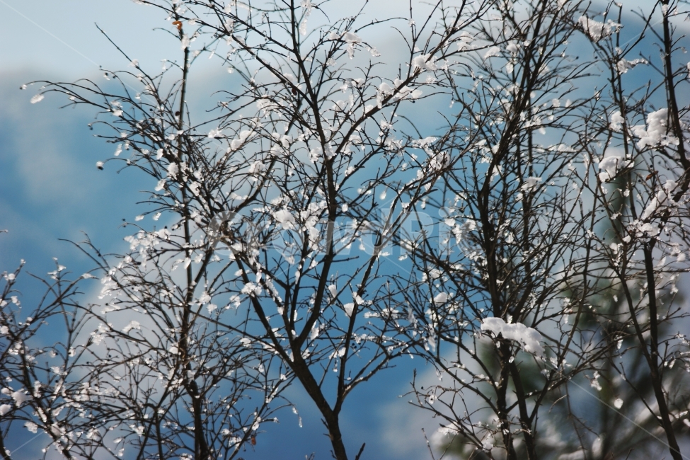 겨울,산,나무,눈,눈꽃,강,새,고요,아침,경관,자연,풍광,nature,landscape,한국자연풍경,한국자연경관,koreanaturelandscape,감성,감정,sensible,feeling,emotion,계절,season,마을,rural,한국전통,한국문화,koreatraditional,koreaculture,plant,trees,wood,겨울,계절,winter,season,식물,자연,plants,nature,나무,trees,wood,감성,sensible,feeling