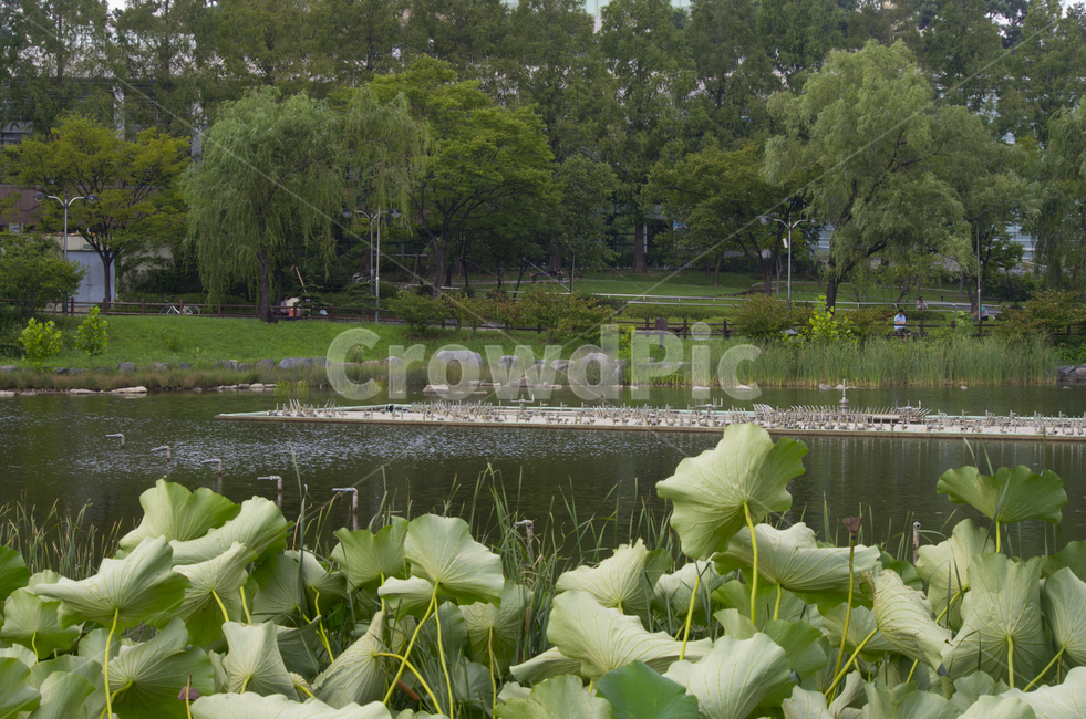 연잎,연못,여름,호수,연,scene,view,feeling,emotion,nature,landscape,season,풍경,감정,감성,자연,계절,뷰티,lotus,leaf,leave,pond,lake,summer,풍경사진,감성사진,정취