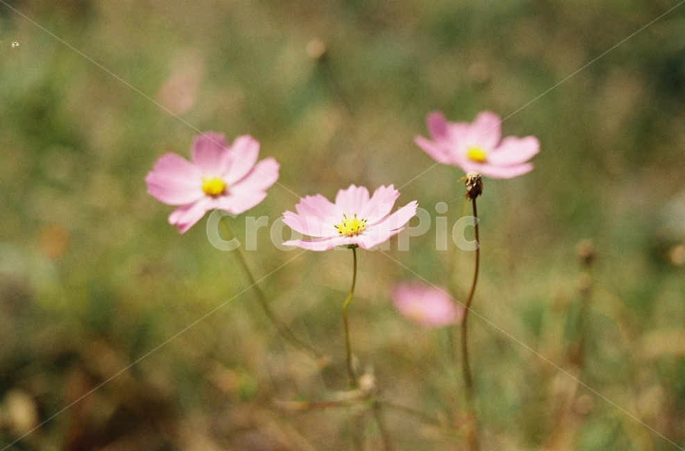꽃,자연,감성사진,예쁨,길,가을,계절,fall,autumn,season,식물,자연,plants,nature,꽃,flower,plant,petal,꽃잎,blossom