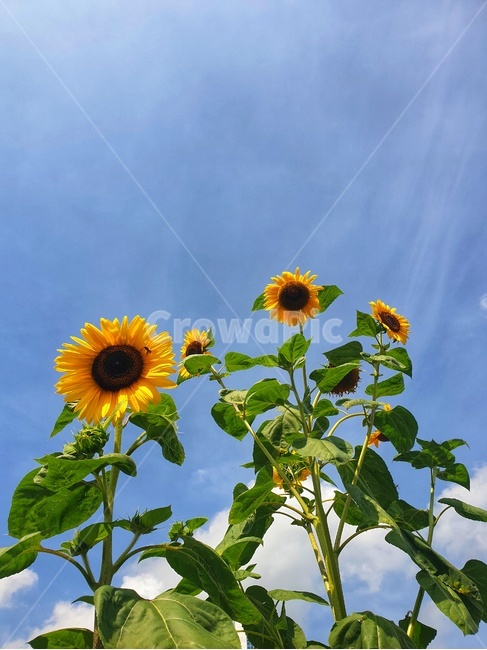 plant,식물,꽃,flower,해바라기