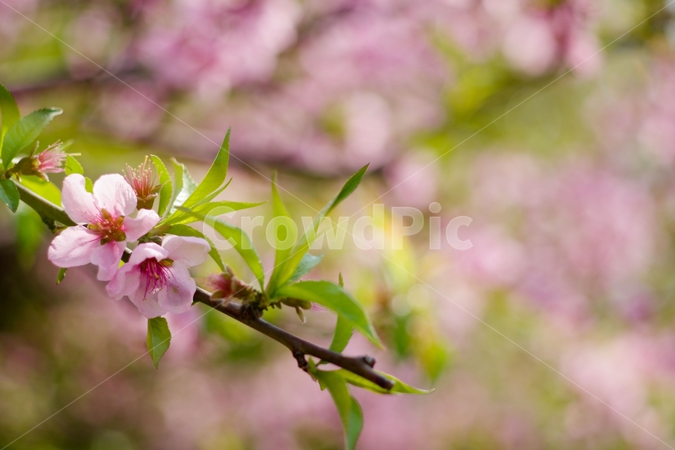 봄,꽃,분홍색,나무,아웃포커싱,분홍,봄,계절,spring,season,식물,자연,plants,nature,꽃,flower,감성,sensible,feeling,plant,blossom