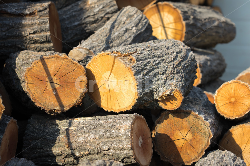 나무,장작,땔감,식물,나이테,나무,trees,wood