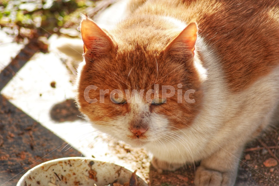 pet,cat,animal,동물,고양이,포유류,동물,animal,포유류,mammal,고양이,cat,kitten,kitty