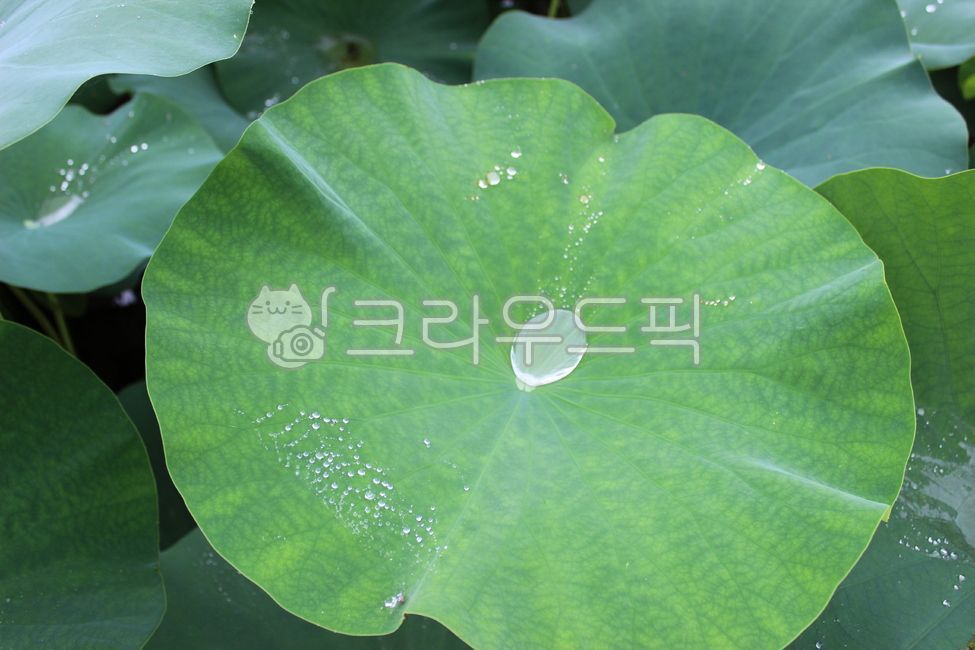 연잎, 잎, leaf, 식물, plant, 사진,이미지,일러스트,캘리그라피 - 카멜리아작가