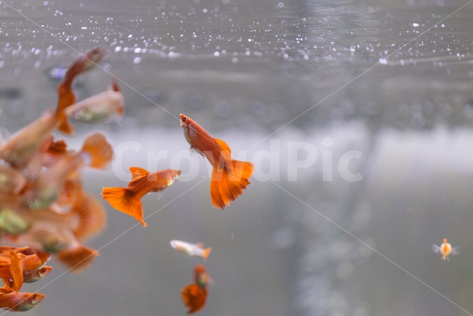 알비노풀레드구피,어항,구피,고정구피,알풀,하이도살,빅도살,수조,취미,개인,물고기,물생활,생선,동물,animal,어류,물고기,fish