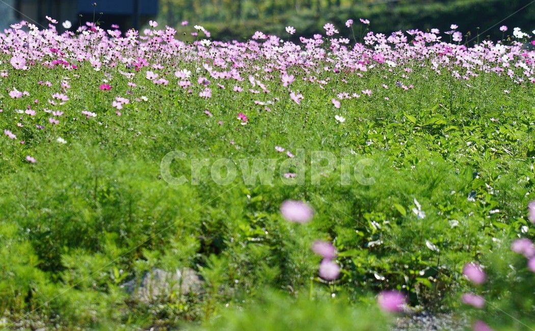 코스모스,가을,꽃,자연,식물,cosmos,nature,fiower,green,pink,가을,계절,fall,autumn,season,식물,자연,plants,nature,꽃,flower