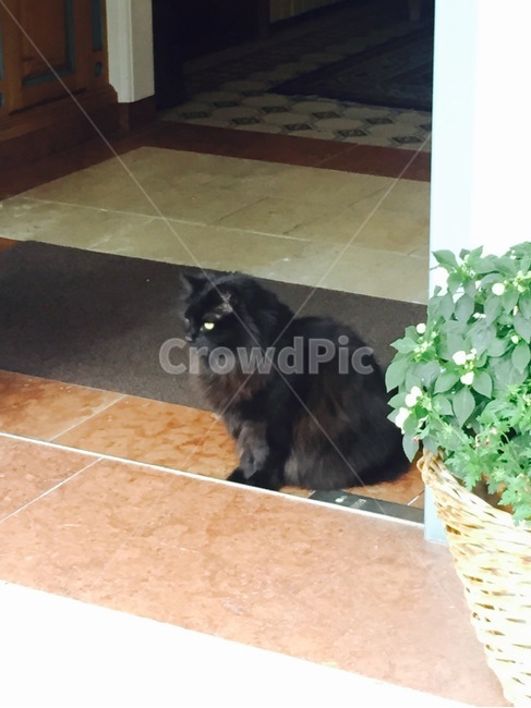 검은고양이,현관,여유,동물,고양이,동물,animal,포유류,mammal,고양이,cat,kitten,kitty