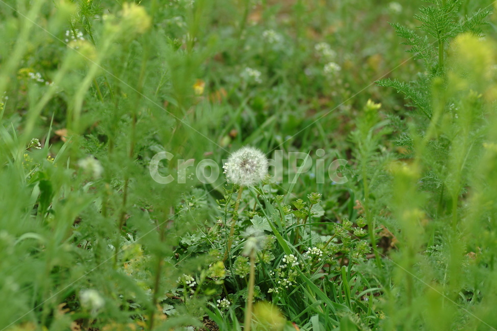 민들레,씨앗,잡초,들판,식물,plant