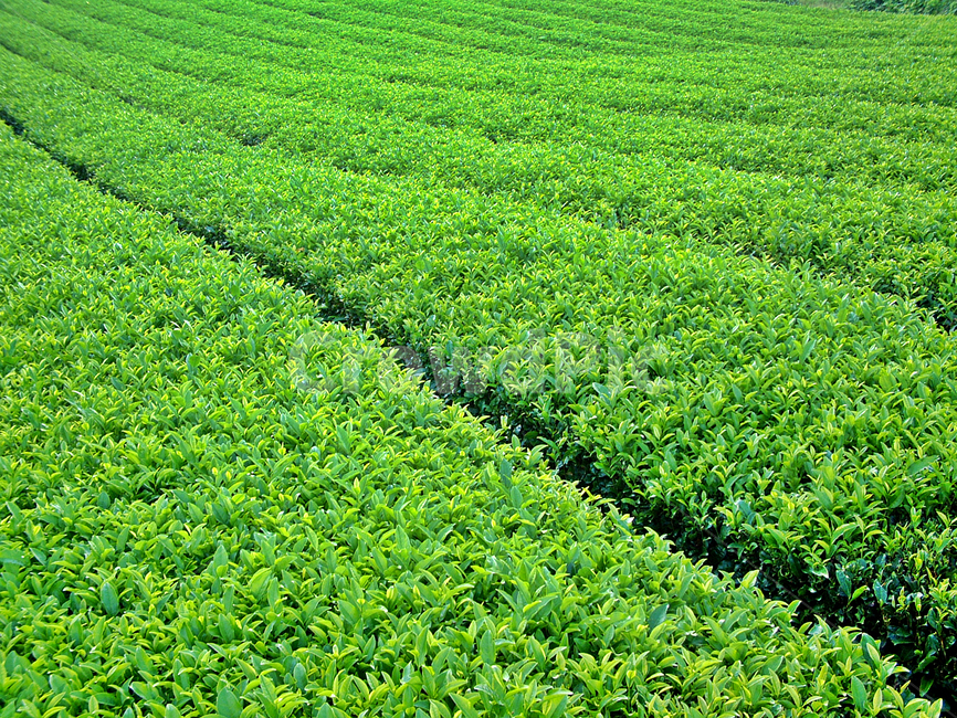 녹차밭,녹차,차,보성,전남,자연,차밭,자연,풍경,nature,landscape,grass,잔디,plant,식물