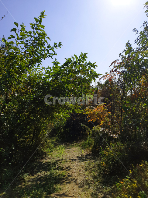 숲,나무,자연,수풀,동굴,여름,초록,푸르른,푸른,tree,green,summer,cave,forest,nature