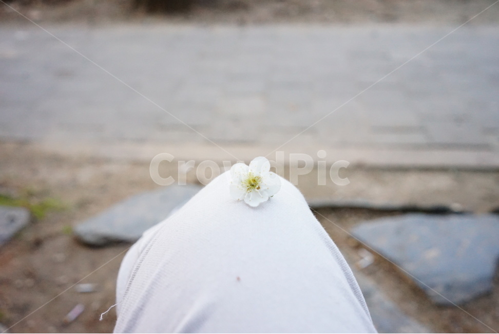매화,봄,꽃,무릎,설레임,봄,계절,spring,season,꽃,flower,petal,꽃잎,plant,식물,blossom