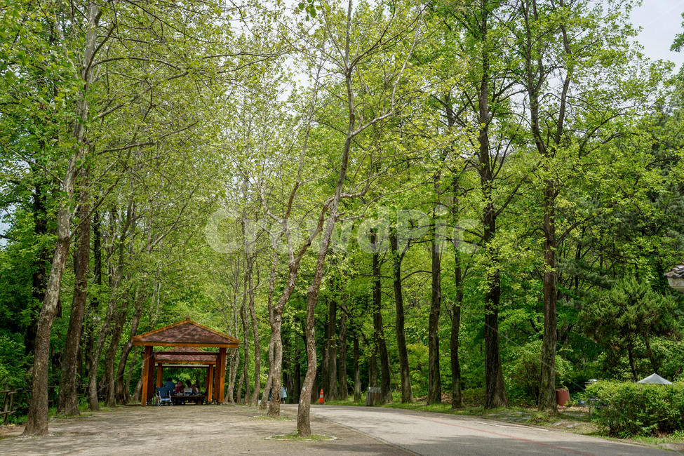 서울대공원,숲,나무,공원,산책,봄,여름,가을,겨울,자연,풍경,nature,landscape