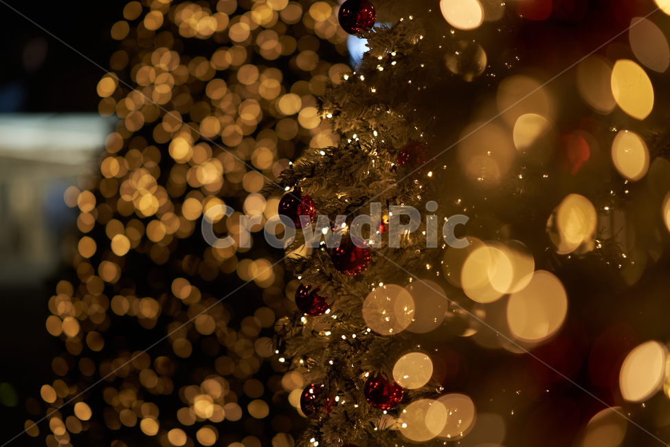 lighting,조명,tree,나무,ornament,크리스마스트리,christmastree,장식,plant,식물,메리크리스마스,성탄절,merry christmas