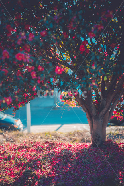 tree,나무줄기,나무,plant,식물,treetrunk,식물,자연,plants,nature,꽃,flower