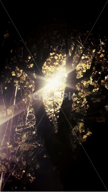 light,빛,풍경,나무,야경,나무,trees,wood