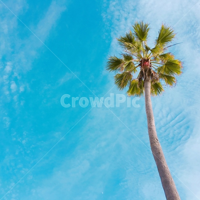 야자수,하늘,푸른,자연,푸른하늘,나무,자연,풍경,nature,landscape,식물,plants,나무,trees,wood,tree,palm tree,plant