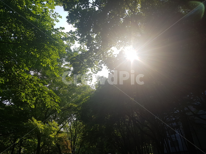 자연,풍경,나무,빛,해,sun,nature,landscape,tree,light,sunlight