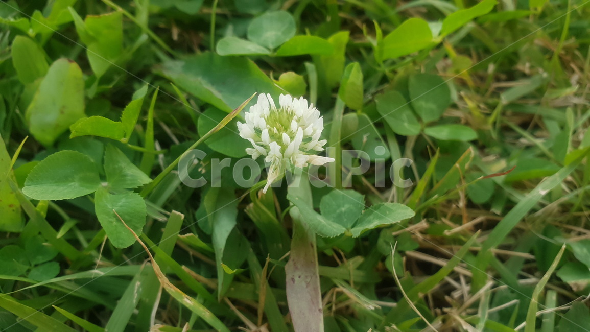 토끼풀,네잎클로버,토끼풀꽃,클로버꽃,클로버,꽃,식물,자연,plants,nature,꽃,flower