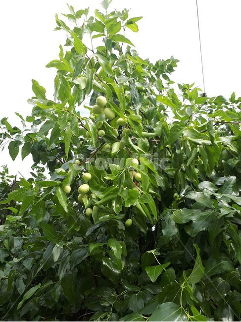 대추,대추차,대추나무,처음,만남,식물,자연,plants,nature,과일,열매,fruit