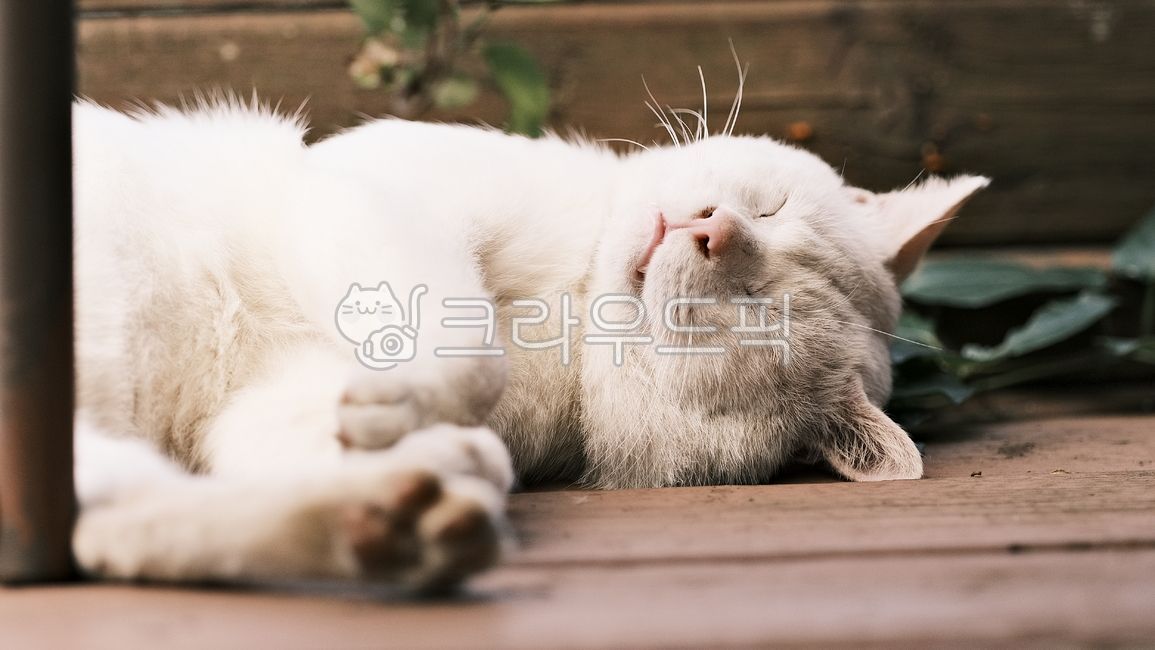 Odd Eye,jelly cat,alleycat,cute cat,cute,cat paws,stray cat,mammal,white cat,cat,oddeye,streetcat,animal,dad cat,mammalia,whitecat