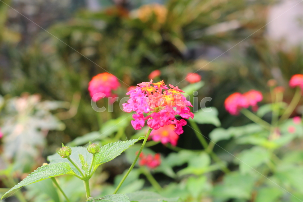 란타나,꽃,란타나꽃,식물,열대식물,란타나카마라,마편초과,자연,식물,자연,plants,nature,꽃,flower