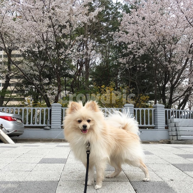 강아지,개,반려견,산책,마실,동네,봄,계절,spring,season,동물,animal,포유류,mammal,개,강아지,dog,doggy