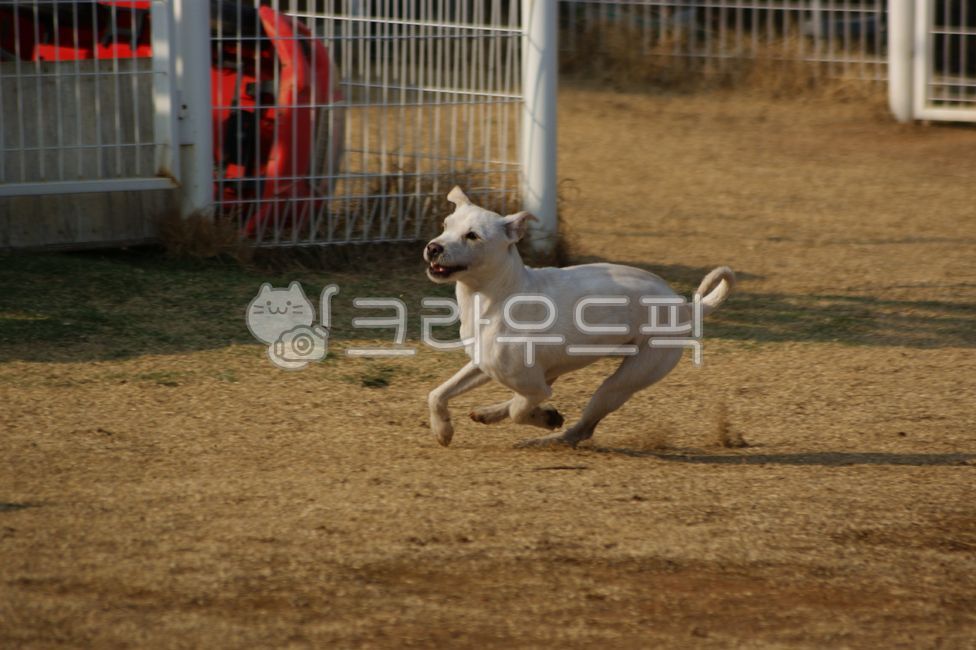 개,강아지,달리기,질주,뛰다,런닝,반려견,시고르자브종,에너지,애완견,반려동물,애완동물,동물,흰색,하얀색,풀,잔디,야외,실외,공원