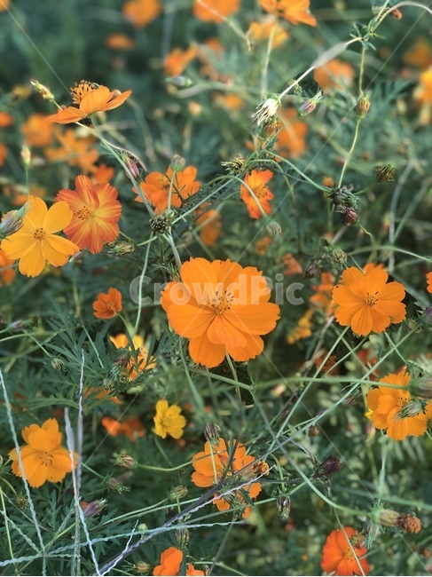 식물,잎,꽃,주황색,코스모스,황화코스모스,plant,leaf,flower,cosmos,orange,blossom,식물,자연,plants,nature,꽃,flower