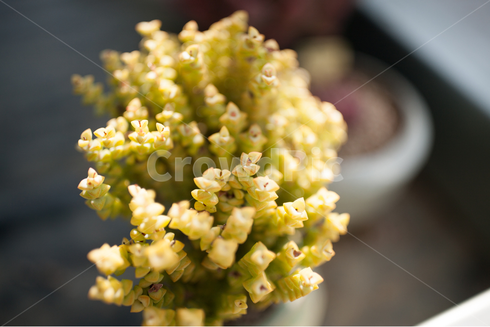 succulent,carnivorous plant,Cactus,plant,ornamental plant
