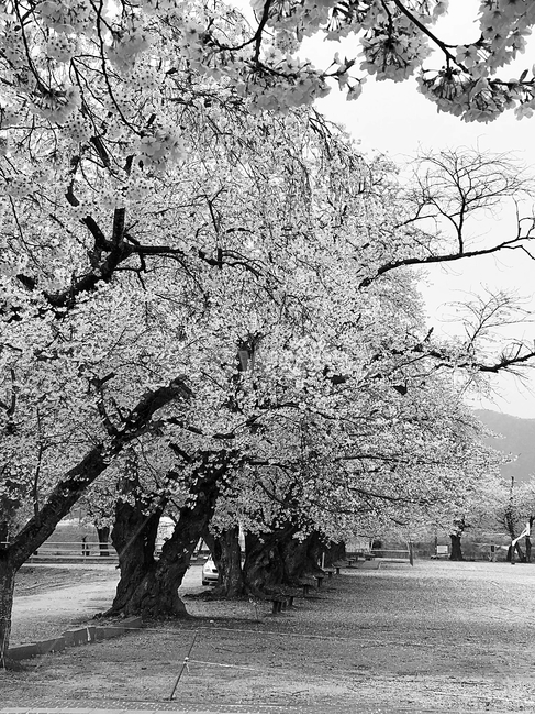 픙경,자연,노을,벚꽃,봄,식물,자연,plants,nature,꽃,flower,나무,trees,wood,흑백,모노톤,monochrome,black and white