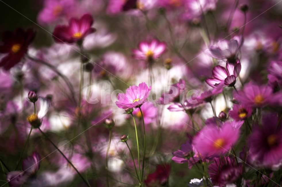 코스모스,꽃,식물,가을,계절,감성,자연,가을,계절,fall,autumn,season,식물,자연,plants,nature,꽃,flower,plant