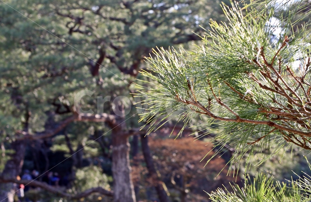 소나무,나무,정원,초록,초록잎,침엽수,가을,겨울,식물,자연,plants,nature