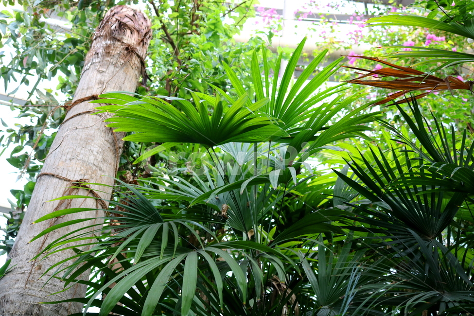 나무,야자나무,금산죽,야자과,식물,열대식물,자연,식물원,식물,자연,plants,nature