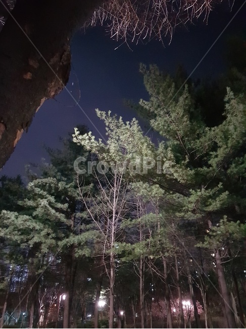소나무,밤,가로등,소나무길,산책로,산,야경,밤,풍경,nightscape,night,landscape,식물,자연,plants,nature,나무,trees,wood,tree,plant,fir,전나무,outdoors,옥외