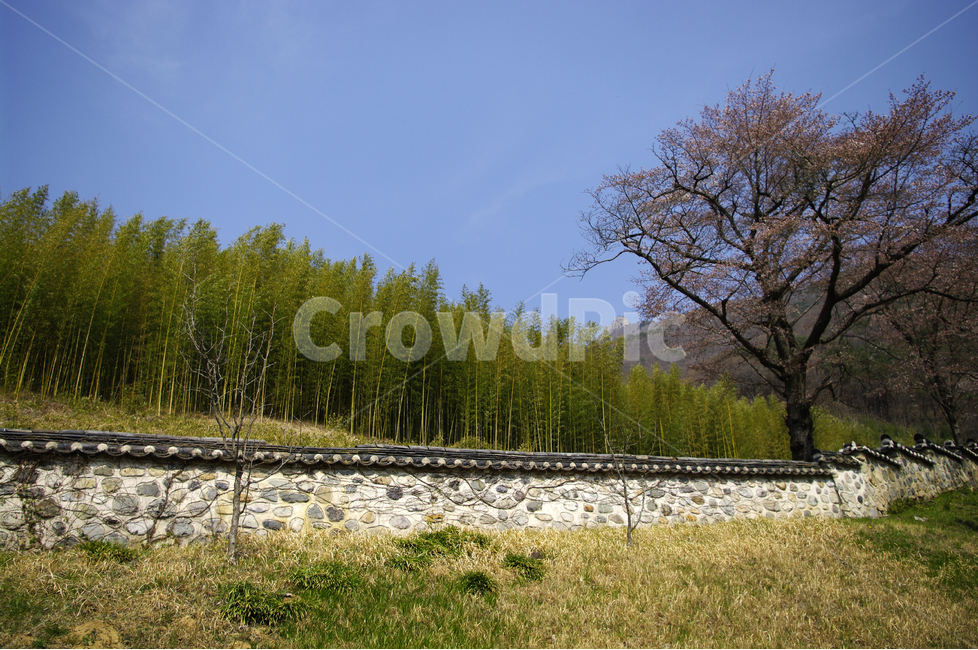 한국,사찰,절,전통,대나무,돌담,담,하늘,자연,풍경,nature,landscape,한국자연풍경,한국자연경관,korea nature landscape,dirt road,흙길,gravel,자갈,road,도로,train track,기찻길,transportation,교통,railway,철도,rail,레일