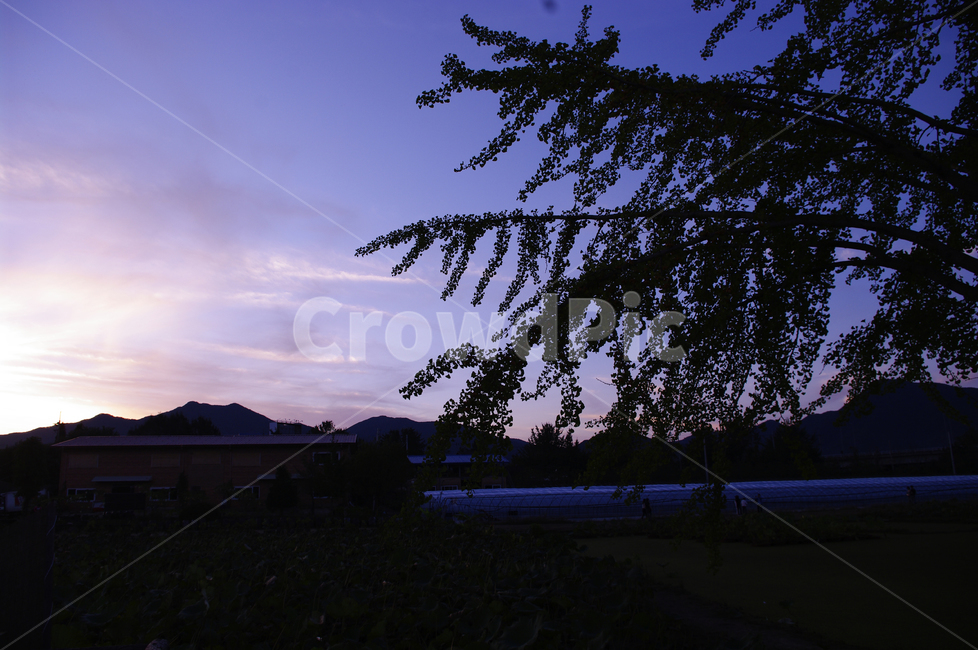노을,일몰,sunset,나무,식물,하늘,자연,풍경,nature,landscape,outdoors,옥외