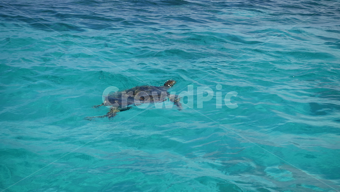 blue,sea,ocean,파란색,바다,전망,자연,nature,aquablue,turtle,거북,동물,해양생물,summer,여름,태평양,남태평양,바다거북,파충류,양서류,reptile,amphibian