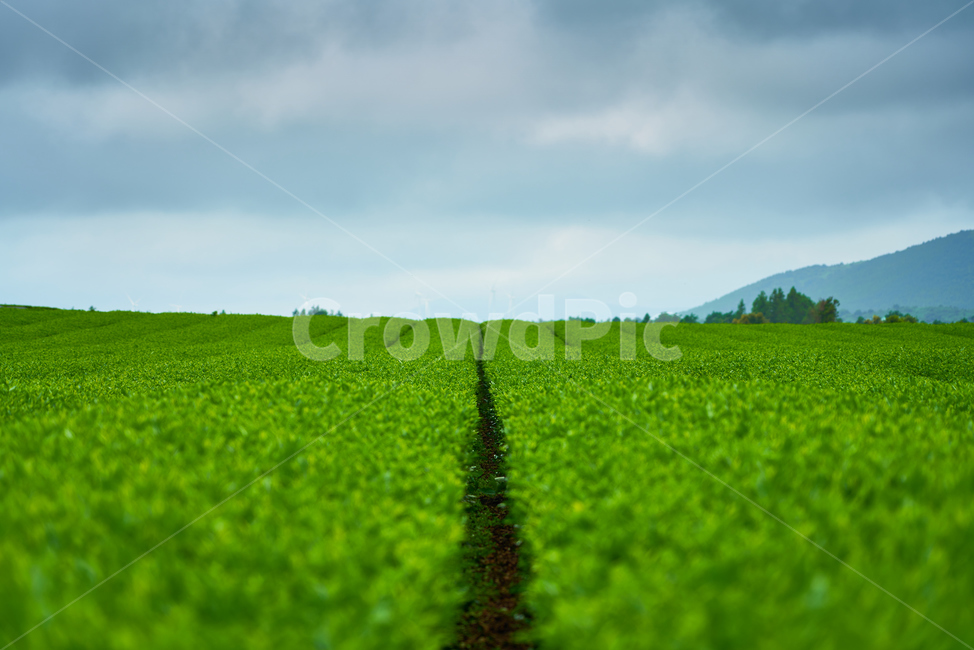 녹차,녹차밭,초록색,그린티,말차,초록,자연,풍경,nature,landscape,field,들,grassland,목초지,outdoors,옥외