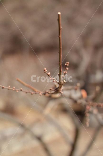 수직,나뭇가지,겨울,꽃망울,생동감있는,식물,자연,plants,nature,나무,trees,wood