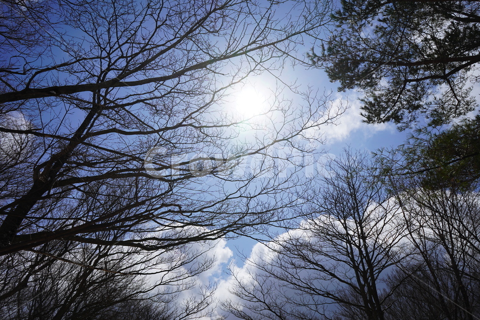 tree,나무,plant,식물,날씨,자연,하늘,구름,태양