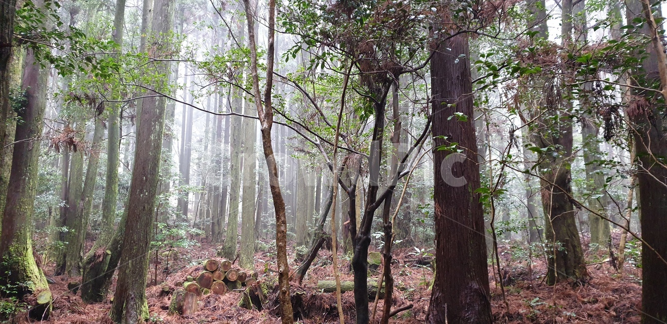 tree,나무줄기,나무,plant,식물,treetrunk,자연,풍경,nature,landscape,tree trunk,나무 줄기