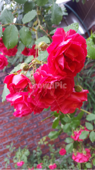봄,식물,근접,꽃,flower
