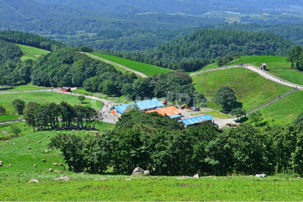 대관령,양떼목장,자연,nature,outdoors,옥외,scenery,풍경,landscape,경치,산곡,산골마을