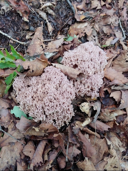 참싸리버섯,버섯,균종,mushroom,야생버섯,버섯,mushroom