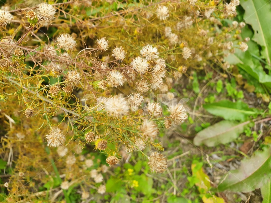 plant,식물,flower,blossom,꽃,식물,자연,plants,nature