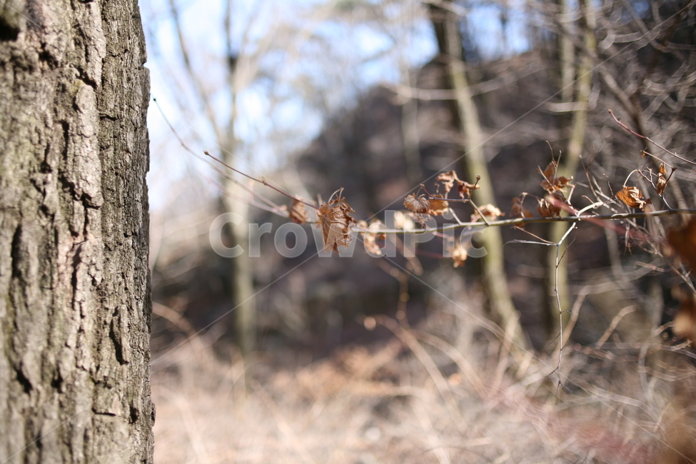나무,낙엽,풍경,숲,산,북한산,mountain,tree,forest